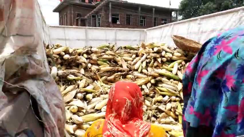 🌽#🌽 #रोटी #मक्का की हम सबने #खाई होगी ! देखिए #भुट्टो-कुक्डी से कैसे निकलती है #मक्की !