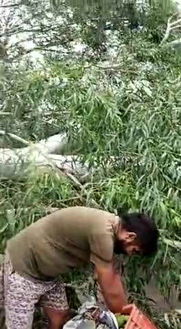 #durghatna
आज अचलगंज रोड बदरका थान के आगे राहगीर पर गिरा बड़ा पेड़ रहगीर, उसकी सैकल हुई दुर्गति का सिkaर ,किसी के हत