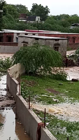 पोहरी: #pohari me barish se tbahi