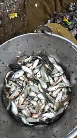 सरायरंजन: सरायरंजन प्रखंड के मेयारी पंचायत गांव मे लोगों ने 
मछली मारके खूब आनंद उठाया #मछली #meyari #FollowMe #fish #village #