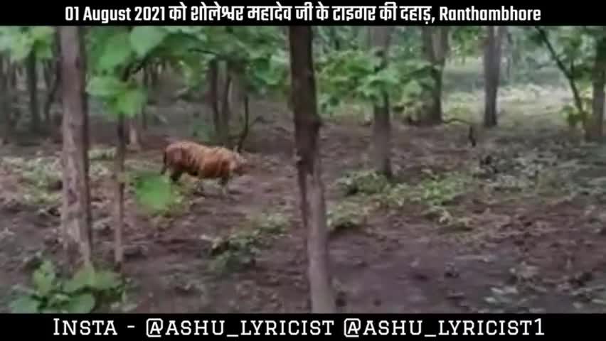 सुनिए Tiger की Original आवाज : कल शोलेश्वर महादेव जी के टाइगर की दहाड़
#iamashu #originalvideo #originalsound #viral