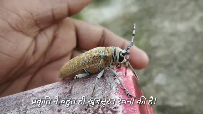 प्रकृति ने बहुत ही खुबसूरत रचना की है इन्हे कर रखना हर मानव का फर्ज बनता है #SaveLife #प्रकृति #विरासत  #national_news