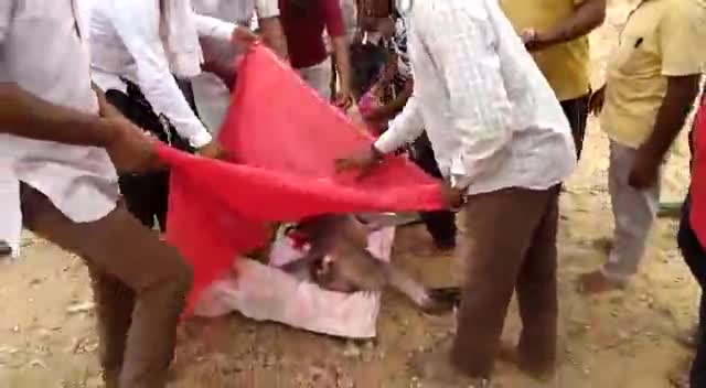#फलोदी: बामणू मे हनुमान जी रूप वानर की करंट लगने से मृत्यु हो गई थी उनकी अंतिम यात्रा निकाली गई गणमान्य सदस्य शामिल हुए