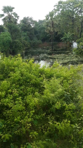 भगवानपुर: भगवानपुर में घुसा बारिश का पानी स्टेशन कॉलोनी में जलस्तर हुआ बहुत ज्यादा रेलवे कॉलोनी के पास रहने वाले लोग बेहाल #बाढ