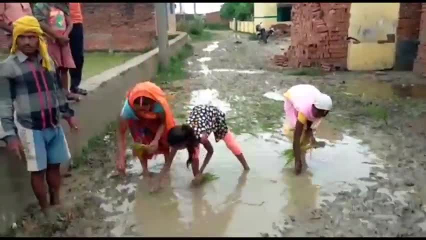 सेवराई: बसुका नटवा के बारी में कच्ची सड़क पर लगे कीचड़ और जलजमाव से आक्रोशित ग्रामीणों ने सड़क पर रोपा धान #आक्रोश #जलजमाव