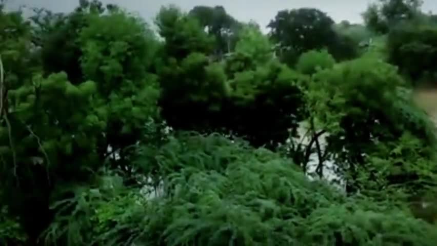कैलारस: नेपरी पर क्वारी नदी खतरे के निशान से ऊपर चल रही है आवागमन बंद होने के कारण टूट गया संपर्क #कैलारस #जौरा #sabalgarh