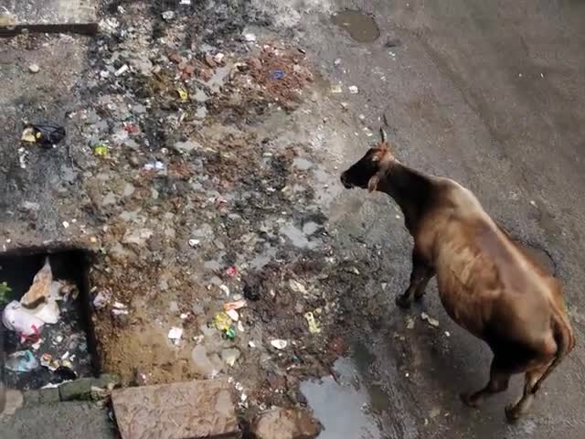गया टाउन सीडी ब्लॉक: #kachra bahut badbu deta hai