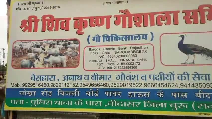 बीदासर: #बीदासर पालिका अध्यक्ष सीताराम भौभरीया ने अपने पौते राम का जन्मदिन गौशाला में गोमाता के संग मनाया@