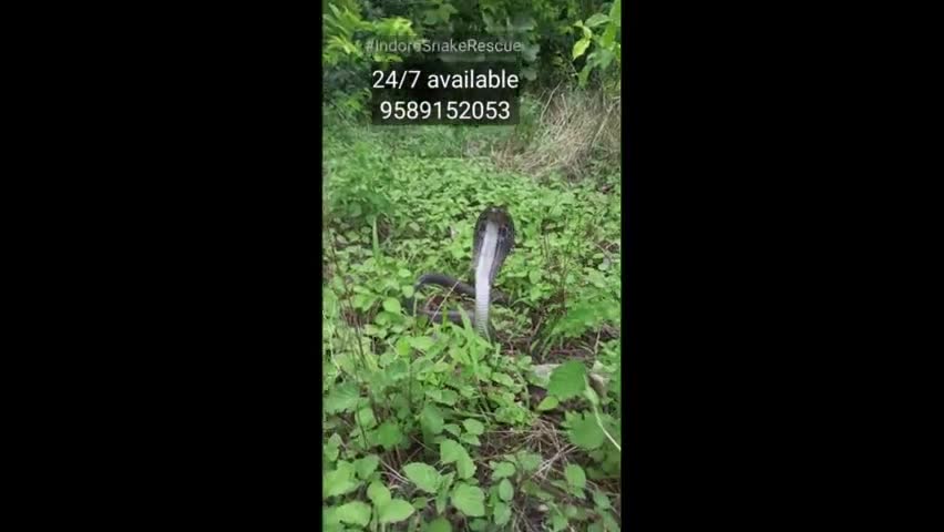 इंदौर: Cobra-highly Venomous snake Rescued from sch-114.  #indoresnakerescue
#savewildlife