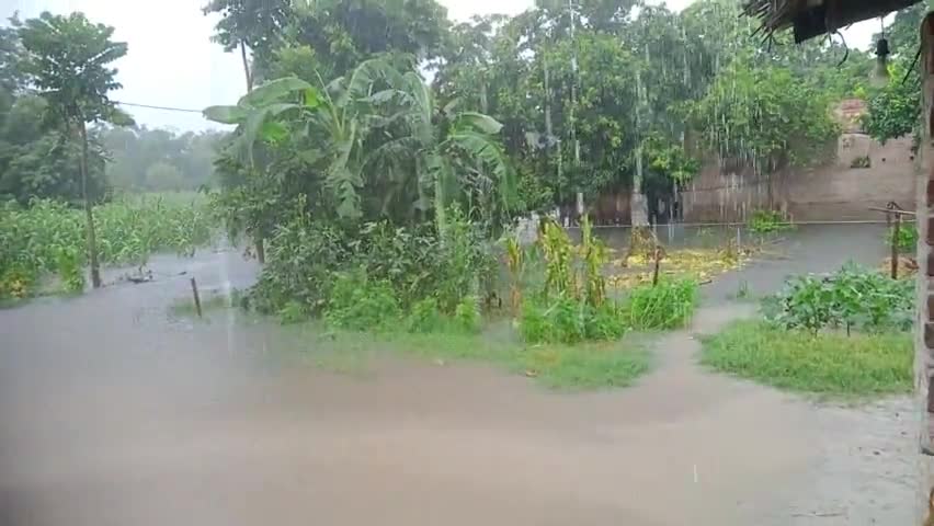 नीचे गंगा का पानी और ऊपर वर्षा का पानी दोनों ही बाढ़ की स्थिति को विकराल रूप दे रहा है। #floodbihar #bihar #begusarai
