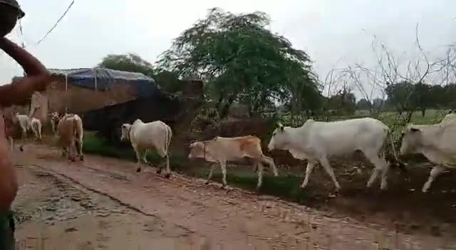 फतेहपुर: अन्ना गोवांशो से परेशान किसान अब पहुंचेंगे मुख्यमंत्री के जनता दरबार*#up #फतेहपुर #खागा #किशनपुर #मुख्यमंत्री#गाय#किसान