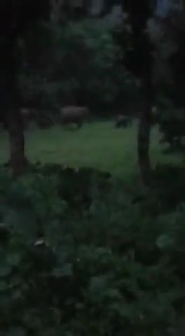 कुकड़ू: #Ek साथ हाथी गुठा हाथी#

Firs time esa hathi dekha