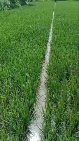 #मोर खेती खार रूम झूम मन भौरा नाचे झूम झूम
