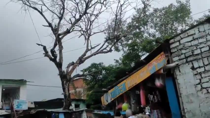 मर्यादपुर बाजार में दो बन्दरों में हुई भीषण लड़ाई टुटा पेड़ का डाड़ बाल बाल बचे लोग देखने के लिए लगी भारी भीड़#पीकेराजा