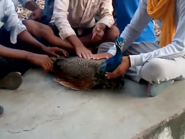उच्चैन: nagla bija 
railway line fatak k pas 
current se ghayal mor #bharatput  #forester