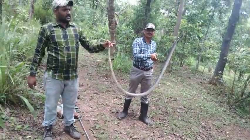 बालाघाट: नाग पंचमी के दिन ग्राम उमरिया मे श्री रतन टेकाम के घर दिखा घोड़ापछाड सर्प वन विभाग ने किया रेस्क्यू #Rat Snake at Umaria
