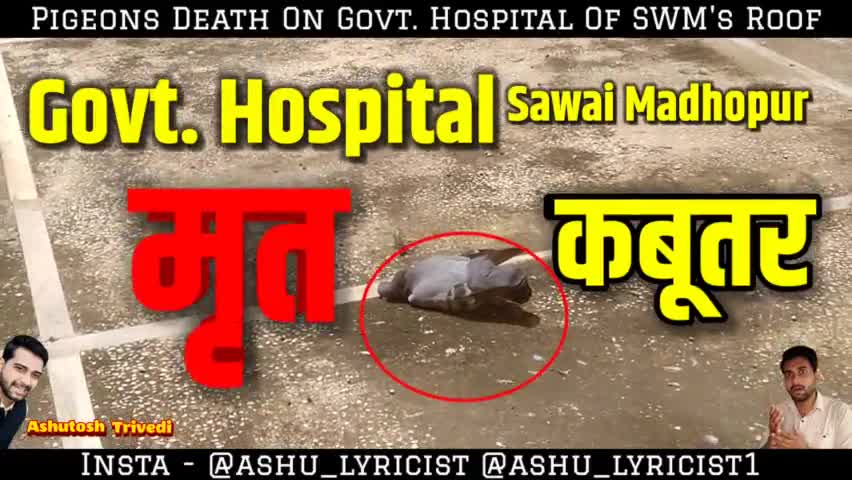 #SawaiMadhopur : कबूतर मरे पड़े हैं Govt. Hospital की छत पर
#iamashu #originalvideo #originalsound #originalvoice #viral