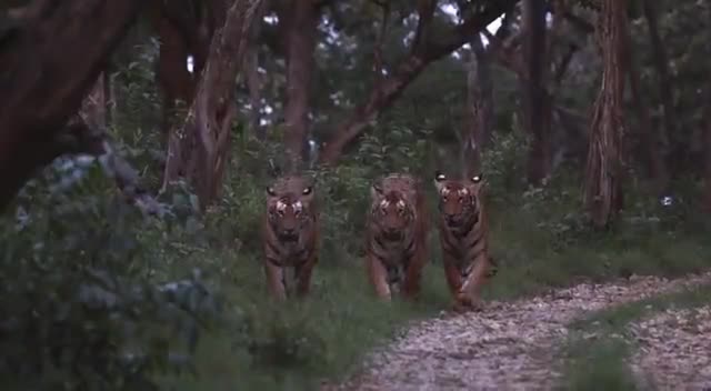 jungle or animals  very beautiful video #raxstarrax﻿#naushadali00