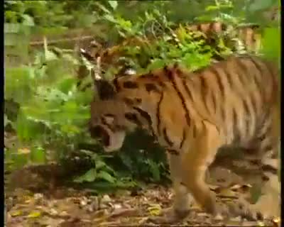 #tiger #monkey exclusive video...