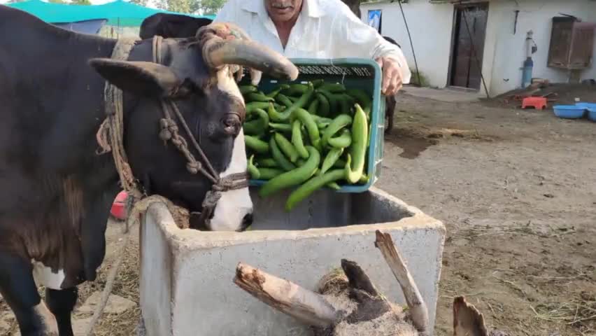 *किसान की सब्जियां इंदौर मंडी में बिकी नही वापिस लाकर किसान ने मवेशियों को खिलाया।*##kisaan_ki_awaaj  #kisanekta
