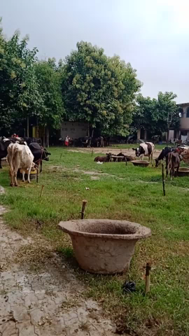 मटिहानी: #helptosomeone 
begusarai :- मटिहानी पृखन्ड क्षेत्र के पन्ना पूरी निवासी सबौरा स्कूल में शरण लिये हैं/