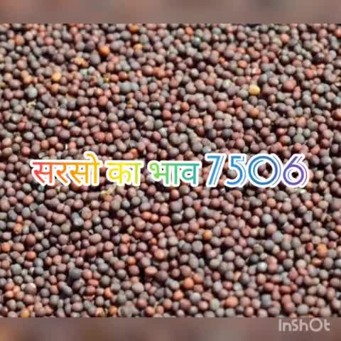 17 August 2021 सरसों का भाव 7506 #डीग #सरसो