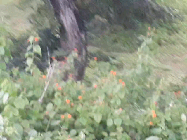 दमोह जिले के जबेरा के बिदारी घाटी के पास कल दमोह से लौटते वक्त दिखा #भालू।
