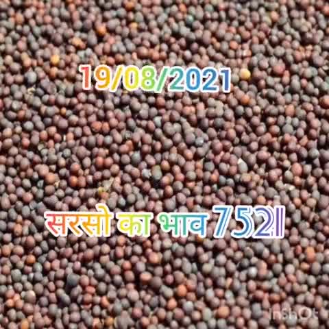 19/08/2021 सरसो का भाव 7521
#सरसो #mustard #kisaanmajdoorektazinda #किसान