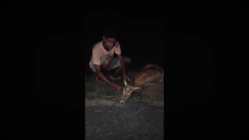 बक्सर: बक्सर जिला के छोटकी कोठिया गांव में एक जख्मी हिरण को पकड़ा गया और उसे वन विभाग द्वारा सोप दिया गया﻿#buxar ﻿﻿#publicsalut