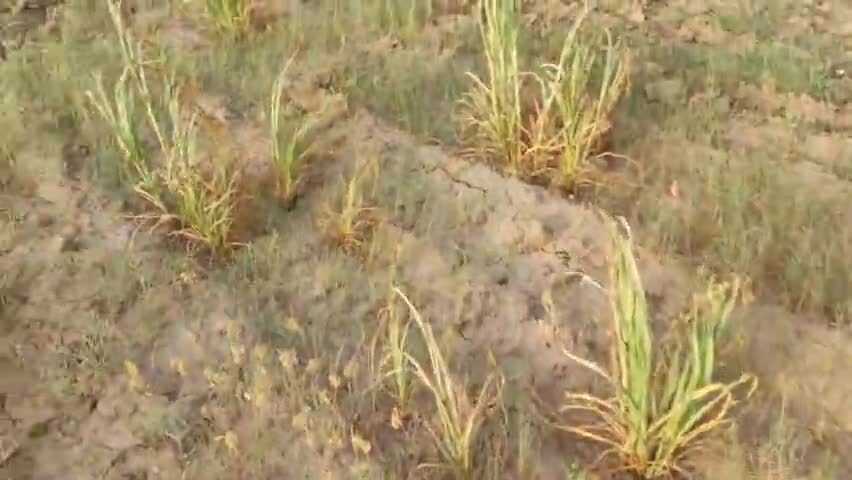 जालोर- बारिश न होने की वजह से किसानों की फसलें जल गयी ||
#jalorenews 
#jalore
#maansoon
#news
