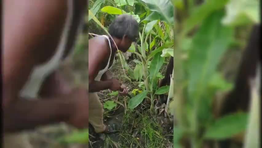 रामगढ़ चौक: पुनर्योजी कृषिवानिकी फार्म दुरडीह के द्वारा केले का पौधरोपण।﻿#lakhisarainews #khetee #Agroforestry #banana farming