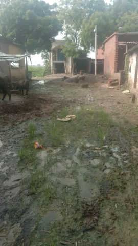 केराकत: #block Chandavak Jaunpur