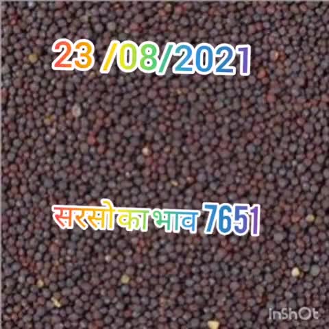 23/08/2021 सरसो भाव 7651 #mustard