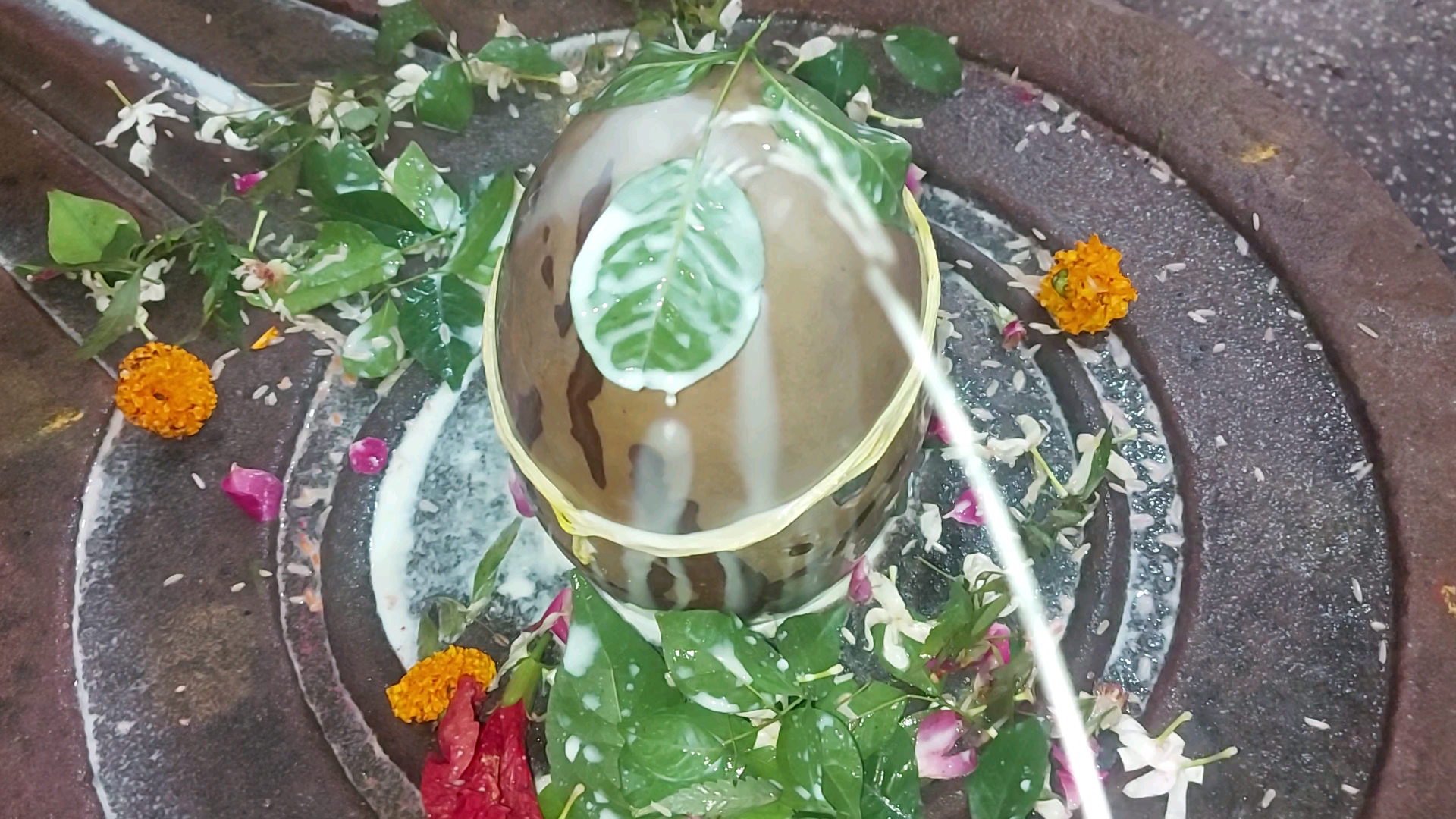 राष्ट्रहित में भगवती पीताम्बरा माता बगलामुखी का आवाहन कर श्रीसिद्धेश्वरनाथ महादेवजी का दुग्धाभिषेक #जय_माँ_बगलामुखी🚩