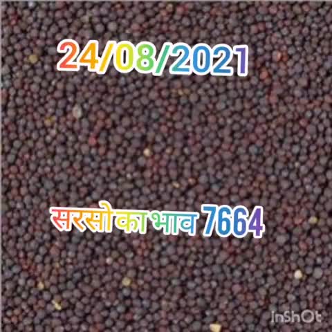 24/08/2021 सरसो भाव 7664 
#mustard #sarso #सरसो
