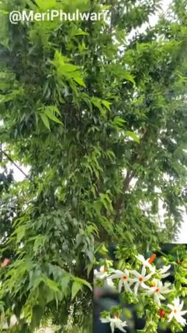 बरसात के दिनों में इस पौधे को अपनी फुलवारी में लगाये। #Harshringar #Gardening #PlantCare #plants