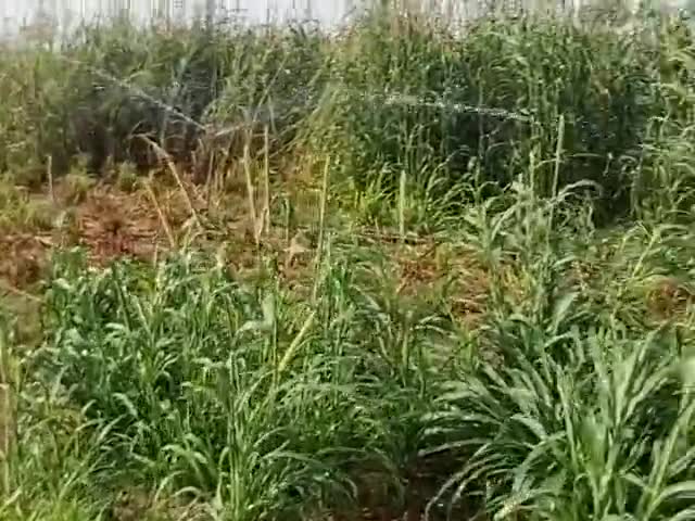 बीकानेर: बिना मानसून के फसलें चोपट हो रही है। पुरे राजस्थान की यह तस्वीर है #Bikaner #kisaan#india