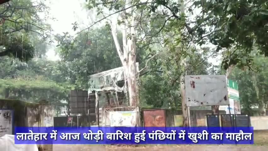 लातेहार में आज थोड़ी बारिश हुई पंछियों में खुशी का माहौल #प्रकृति #वषाॆ #लातेहार