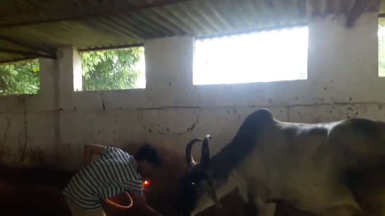 गौ वंदन #गौसेवा #RSS #ABVP 
#abvpvoice
