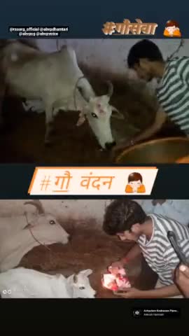 गौ वंदन  सेवा परमो धर्मः 🙏#गौसेवा 
 #RSS #ABVP 
#abvpvoice #abvpmb #abvpdmt