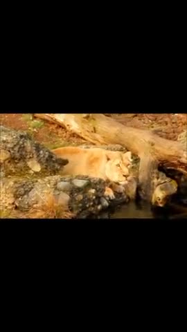 lion video 🦁🦁🦁🦁 #lion #pubilenews