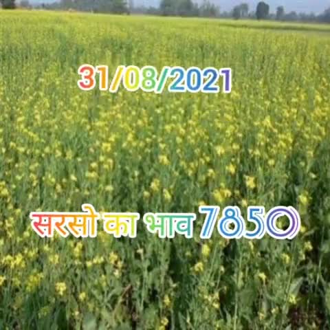 31/08/2021 सरसो का भाव 7850 #mustard #सरसो