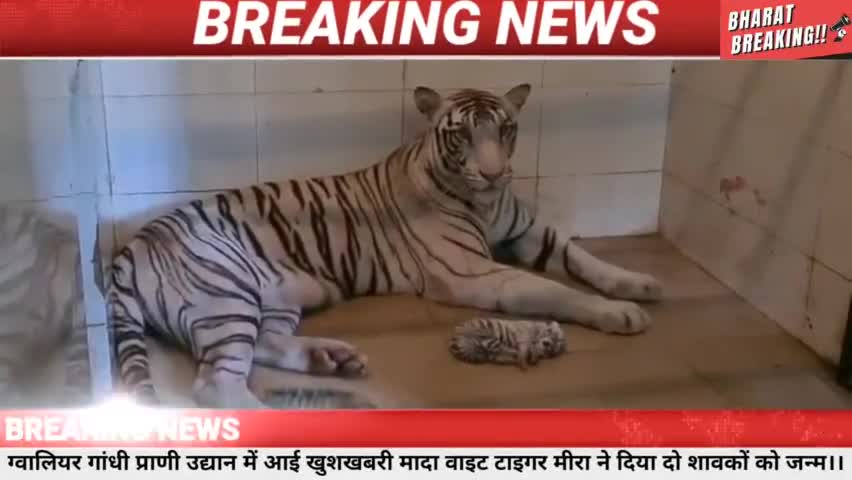 ग्वालियर मादा व्हाइट टाइगर ने दिया दो शावको को जन्म!!
#gwalior #zoosafari #gwaliorzoo #मध्यप्रदेश #शिवराज #pmoindia