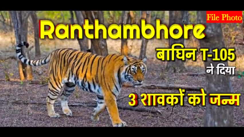 #Ranthambhore Tiger Reserve : बाघिन T-105 ने दिया 3 शावकों को जन्म, कुल 74 हुआ बाघों का कुनबा Ranthambhore में
#iamashu