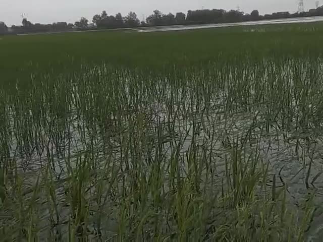 गोरखपुर: Jila Gorakhpur, Post Baghagara,
 gramsabha Jitpur badh se pidit chetra #gorakhpurelection #gorakhpurnews #pani_badh