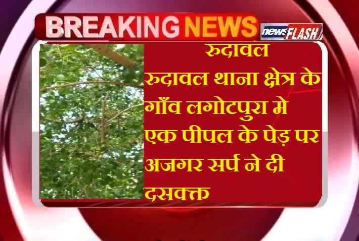 रुदावल थाना क्षेत्र के गाँव लगोटपुरा मे एक पीपल के पेड़ पर अजगर सर्प ने दी दसक्क्त
#Rudawal