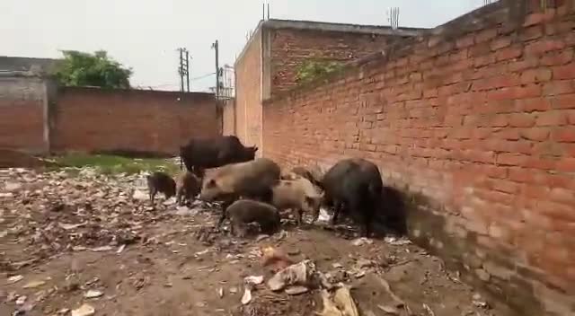 पीलीभीत: #मोहल्ला छोटा खुदागंज वार्ड नंबर 21  तकिया मोहल्ले के पास अत्यधिक गंदगी से परेशान लोग