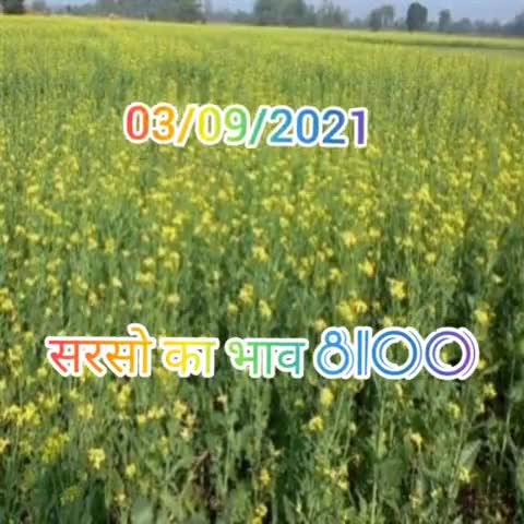 03/09/2021 सरसो का भाव 8100 #सरसो