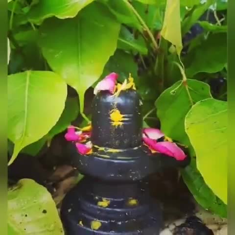 💥पल भर में वो क्या कर डाले पिला दे विश के प्याले💥#धार्मिकमहफिल #अशोकअरोड़ाझिलमिल #पारिवारिकएकता💥#ॐॐॐ💥#9541257084