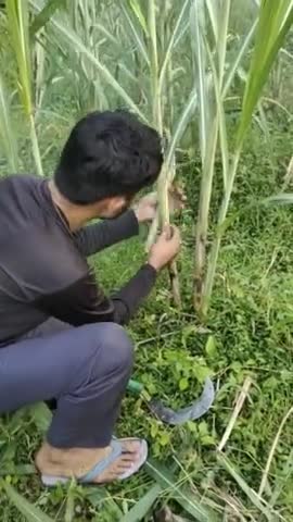 #गन्ने की खेती 
#गन्ने की फसल की सफाई और छंटाई